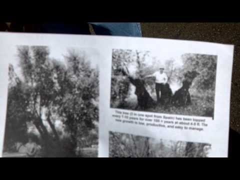 how to cure olives uc davis