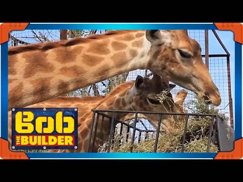 Bob the Builder: Site Works // Who's in the Zoo?