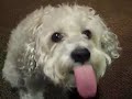 Dog Eats Peanut Butter