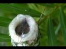 Hummingbird and its younglings Hummingbird and its younglings