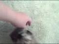 videos de toffee