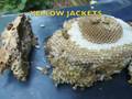 YELLOW JACKET HORNET VESPULA maculifrons is the correct name