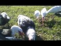 Muskovee Duck Frenzy!!