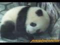 Panda baby sleeping 子パンダ愛浜