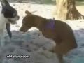 perro desesperado