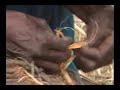 women fishing at karan in the cercle de kangaba, mali, west africa in a stream backed up behind a bridge. they caught tilapia and 
