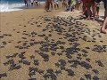 tortugas-golfinas-liberadas.html
