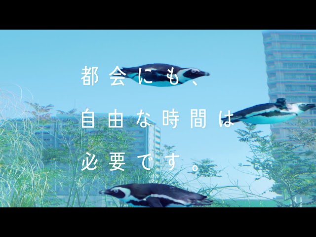 YouTube Player