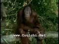 videos de Sarkozy vu par les animaux
