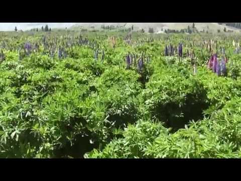 how to harvest lupine seeds