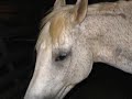 Horse recovering from broken leg  Homeopathy Surgery
