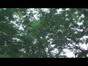 Forest Attacks Forest Attacks