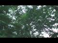 Forest Attacks