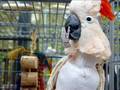 A Story About Bo the Moluccan Cockatoo