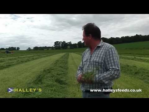 how to harvest alfalfa
