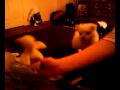 Maltipom