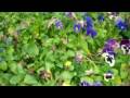 A Floral Display