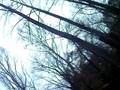 talking to crows :| ??