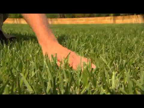 how to fertilize zoysia lawn