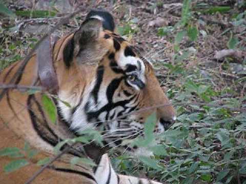 TIGER YAWN