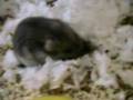 videos de 10 giorni! Un maschietto e il suo primo broccoletto!