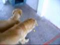videos de lola qom zeuzito