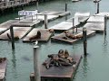 Pier39 - SeaLion