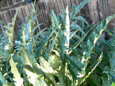 how to harvest artichoke