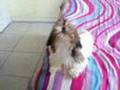 Honey The Shih Tzu Puppy Howling Honey The Shih Tzu Puppy Howling