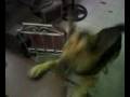 Lobo con Pastor - Corsario en Acrobacias .3gp