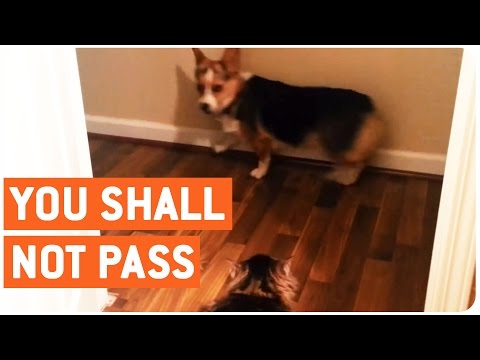 You Shall Not Pass, Dog!