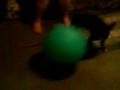 Pacman Penrod Plays with a Balloon