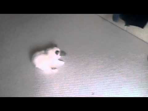 Ziggy Ragdoll of the Week 0 Ziggy Ragdoll of the Week