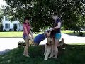 CHEERLEADING GONE BAD