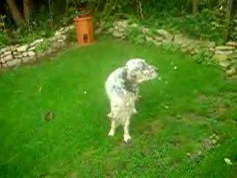 English Setter Twins just Barking in ...