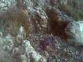 Illegal Israeli settlers release sewage on Palestinian farms