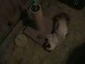 videos de siamese cat jumping