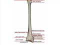 Posterior Bone Landmarks (Femur)