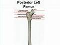 Posterior Bone Landmarks (Femur)