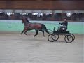 Makari Jetsetter Hackney horse