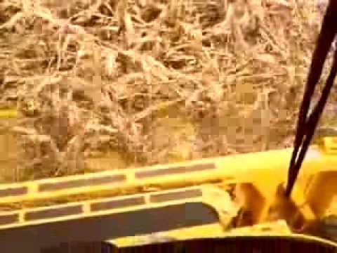 how to harvest down corn