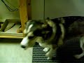 chien Husky croisé, os à soupe dans coffret chien Husky croisé, os à soupe dans coffret