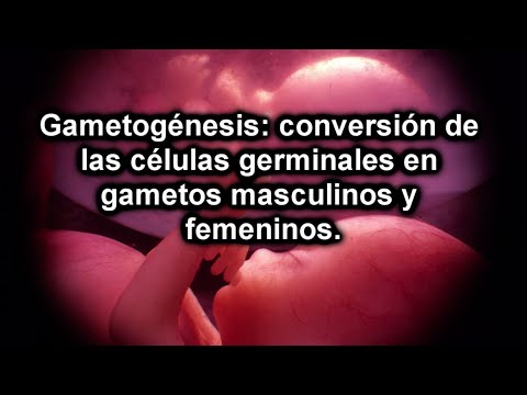 gametos - DOCUMENTAL DE EMBRIOLOGÍA - MATERIAL RESUMIDO Embriología general Primera Parte - Gametogénesis: conversión de las células germinales en gametos masculinos y...