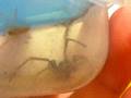 Pet Black Widow (Dorothy)