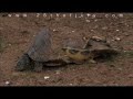 Unidentified Creature