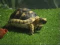 testudo-weissingeri.html