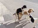 BABIS vs DINGO all are males