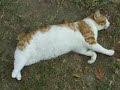 Rays of Hope Cat Sanctuary Cat Icon