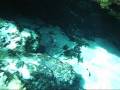 Blue Spring, Santa Fe River, Apnea Cave Dive WildWorldPhotos.com
