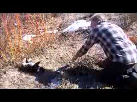 how to harvest willow